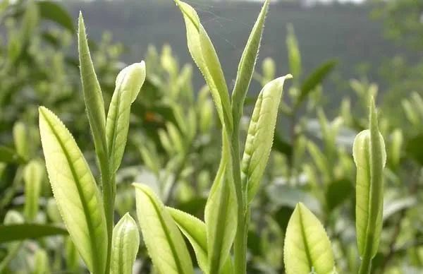 绿茶圈“C位出道”的明星选手！天目湖白茶好在哪里？