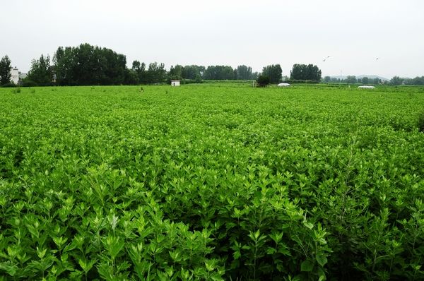 艾草种植经济价值,艾草加工致富新模式