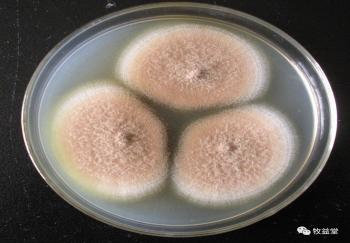 家禽养殖中如何避免霉菌毒素中毒,家禽饲料中霉菌毒素最高标准