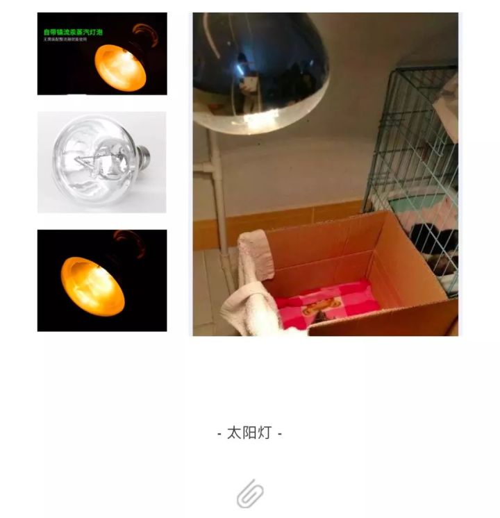 刚生的小奶猫怎样养,刚出生的小幼猫怎么养