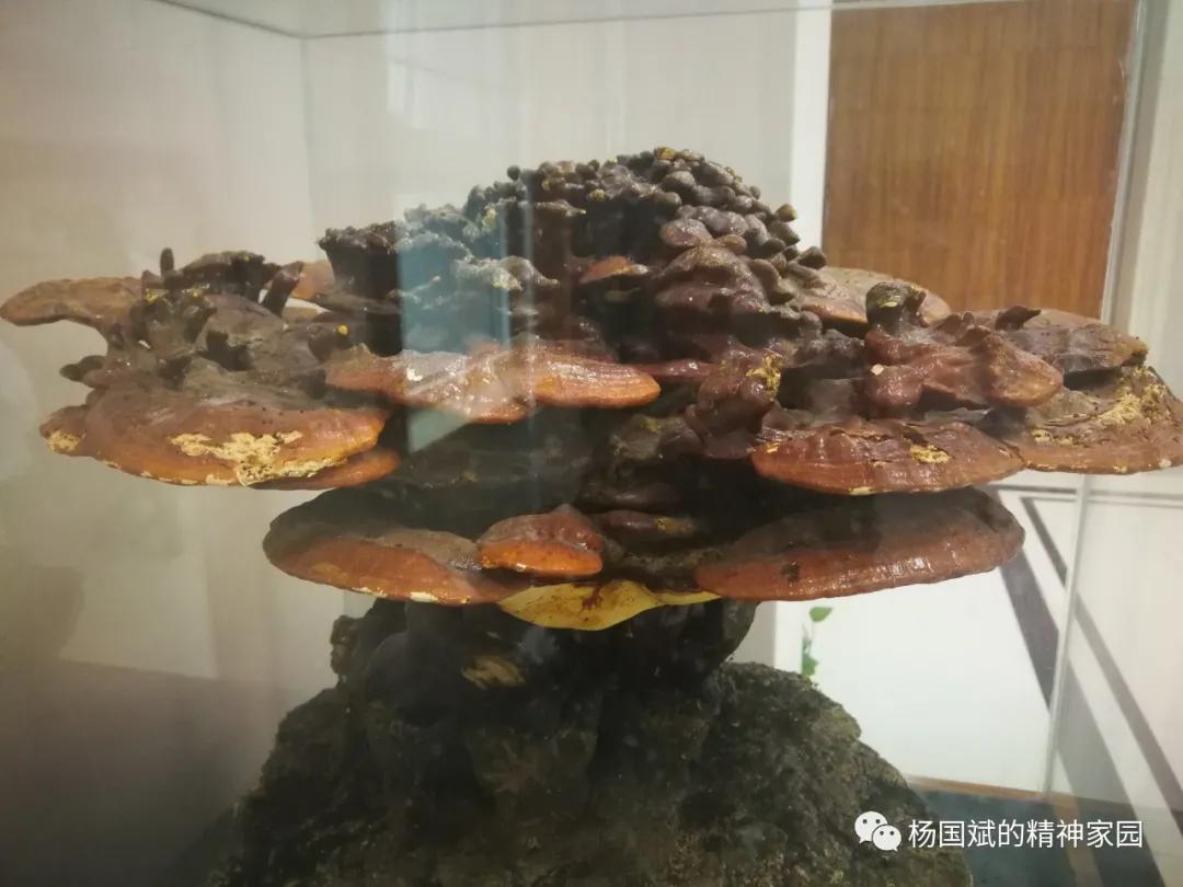 中不中歌词,中不中中的由来