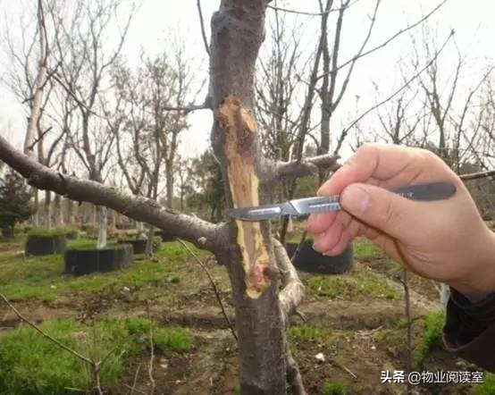 小区绿化养护一般做哪些工作,小区绿化养护需要什么资质