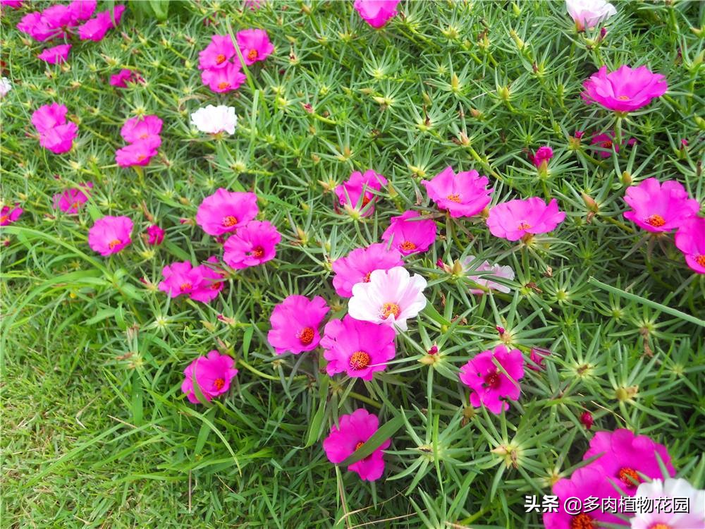 养花小妙招让你的花养得更加棒,新手养花小技巧学会才能养好花