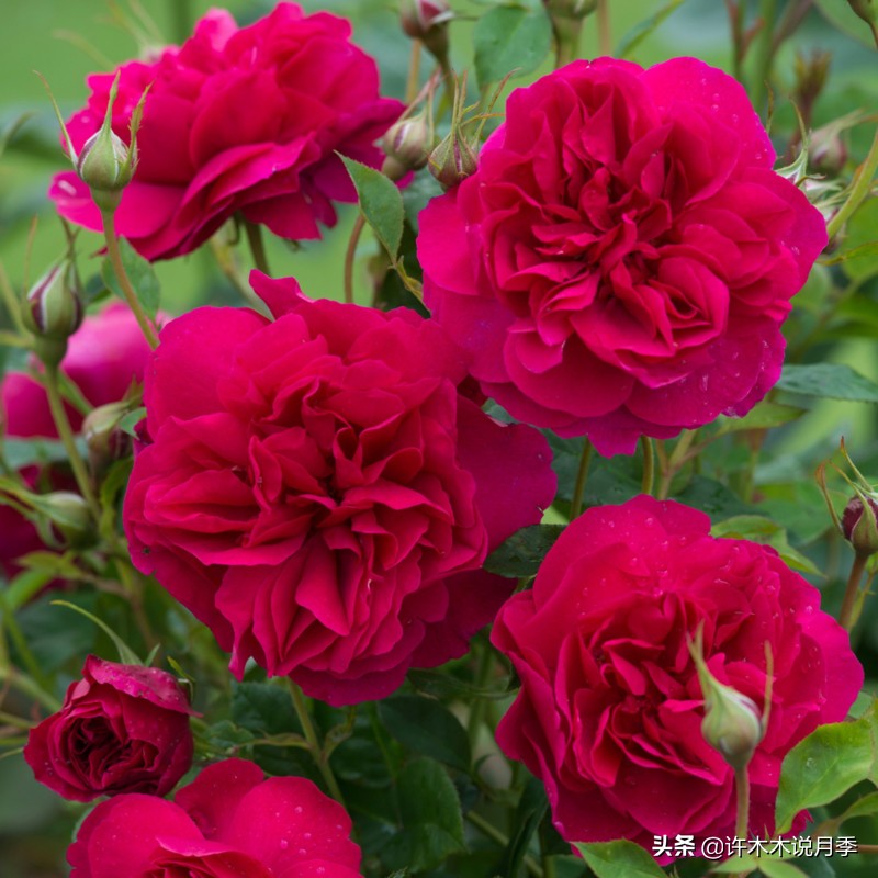 什么花藤好养又常年开花,花期长好看又好养的藤花