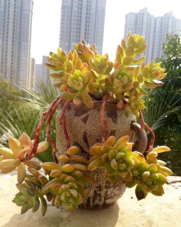 冬天种多肉上盆后多久浇水,入冬了多肉用什么肥料