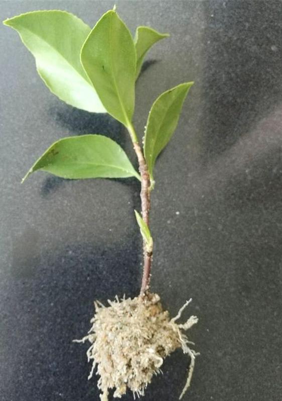 秋天扦插花苗,秋天扦插的小苗