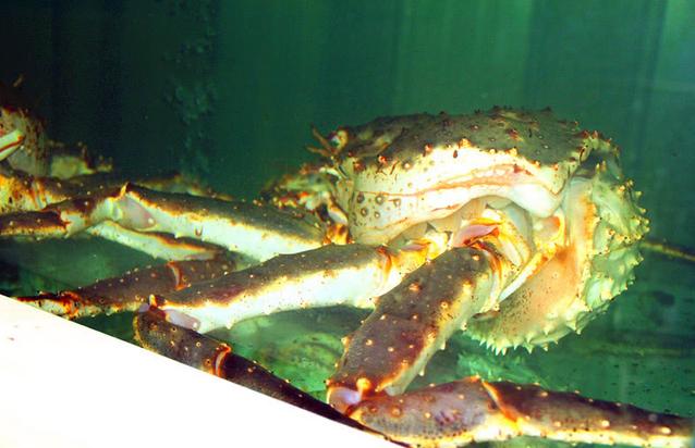 终于让我扒出潍坊尝玖海鲜超市不为人知的秘密！