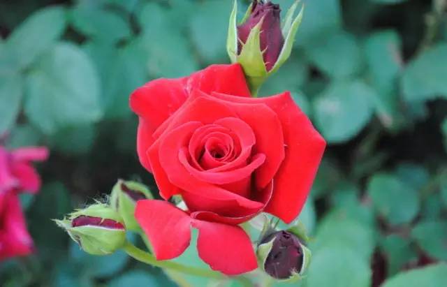 中国十大名花排行哪个是你的最爱,你知道中国十大名花是什么花吗