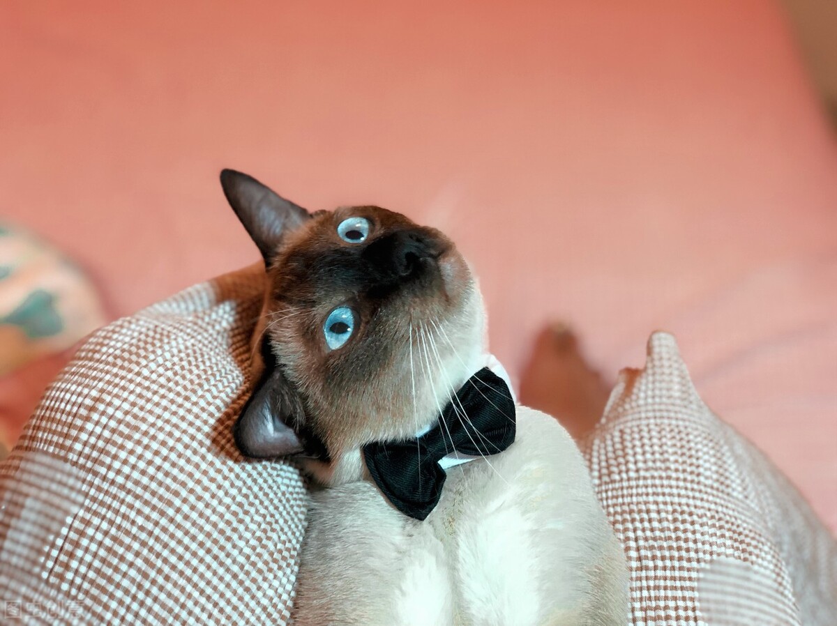 暹罗猫的饲养方法和注意事项,暹罗猫刚养注意什么