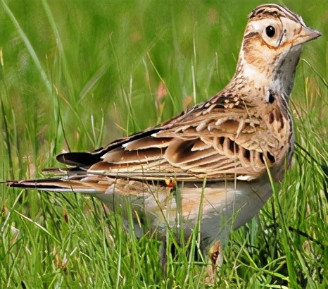 三星堆三号坑出土的青铜神坛文物,三星堆再出土青铜大面具