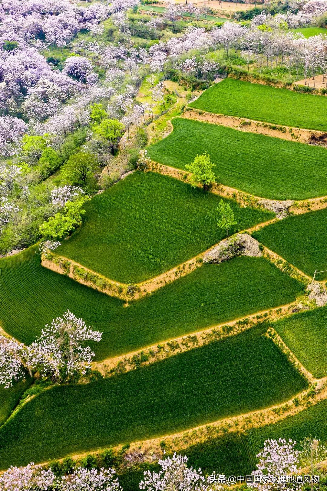 想不到！一粒小麦竟这样改变了中国
