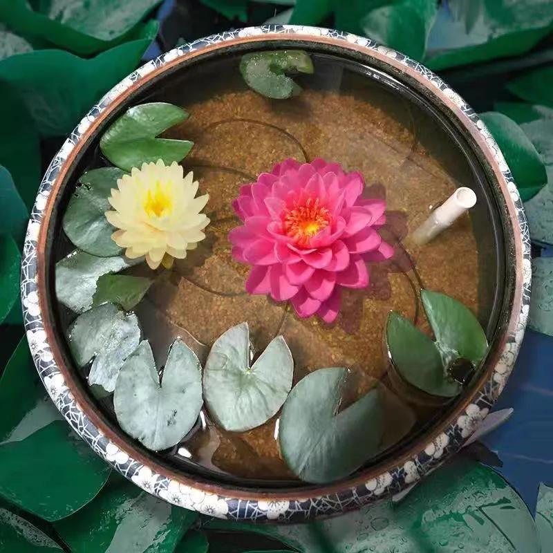 一年四季不死的十种花水养,最好养的3种花丢土里就能活