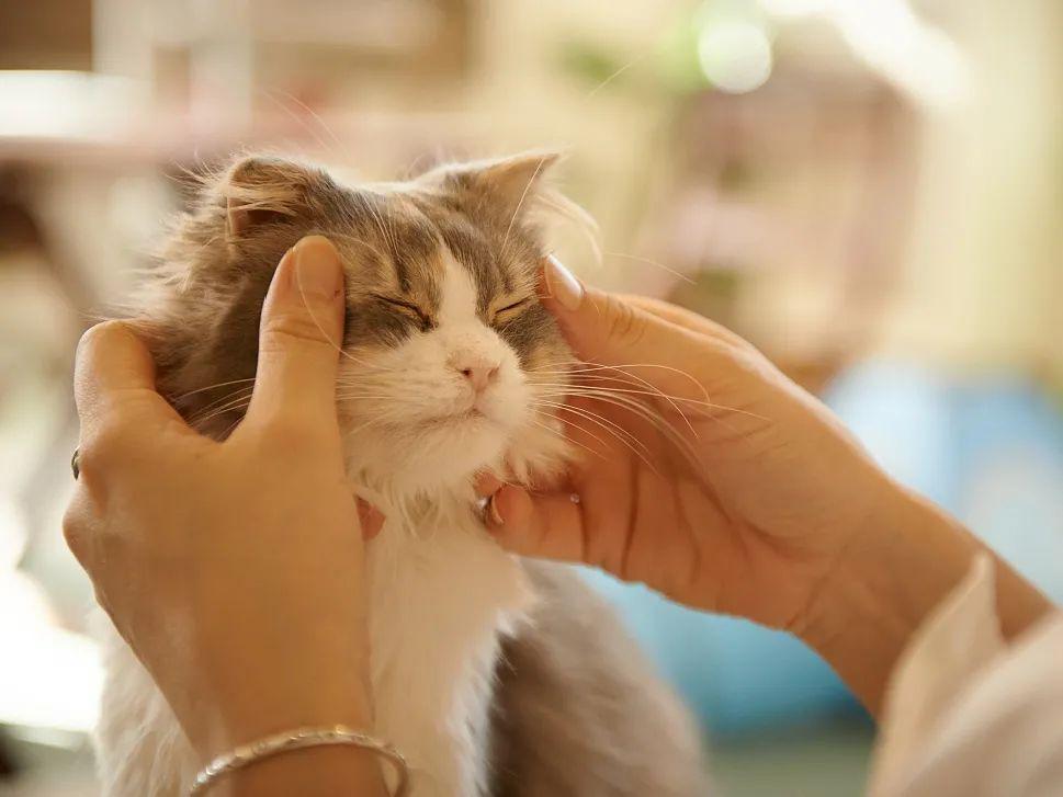 在城里如何生活,成都最安逸的生活方式
