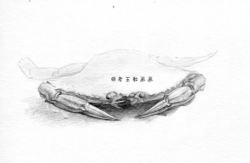 素描螃蟹做法,螃蟹结构素描