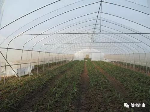 唐江古镇,中国古镇唐江