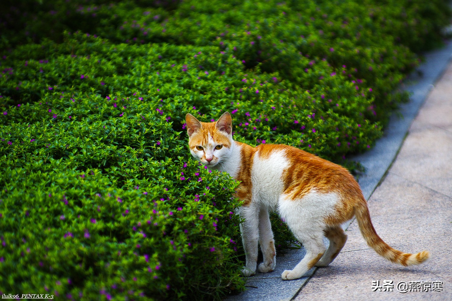 理光镜头和宾得通用吗,宾得理光图片大全