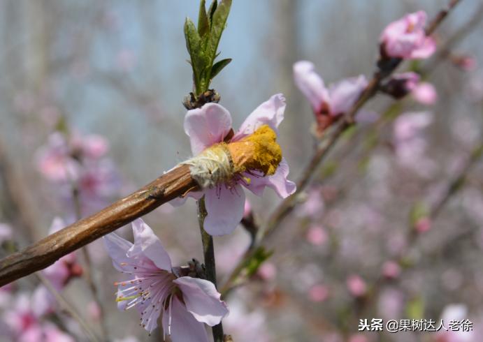 桃树开春管理视频,大棚桃花期用什么药