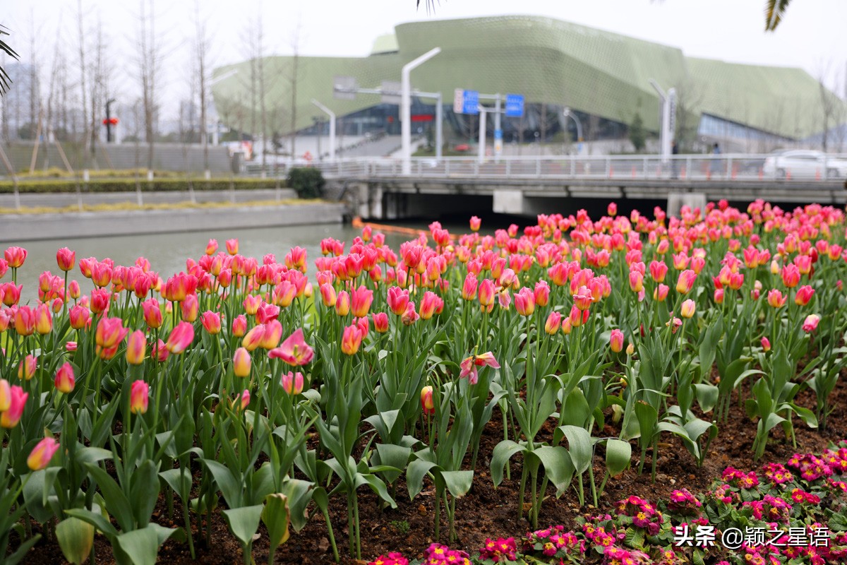 郁金香鲜花香味,郁金香鲜花诗情画意