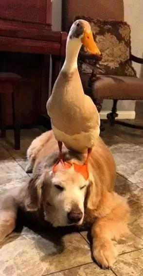 被大鹅欺负的金毛,金毛老是被鸭子欺负