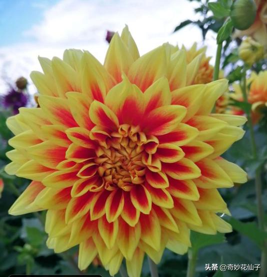 大丽花冬季养护，做到这几点，可以让它轻松安全越冬