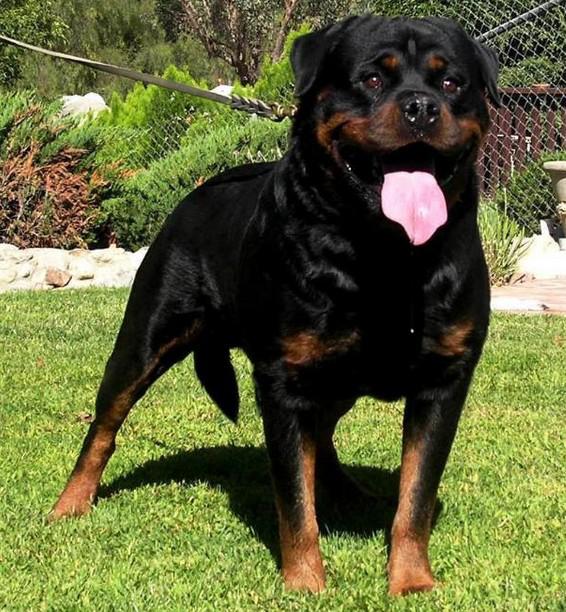 世界上一百种狗的图片,世界十种名贵狗