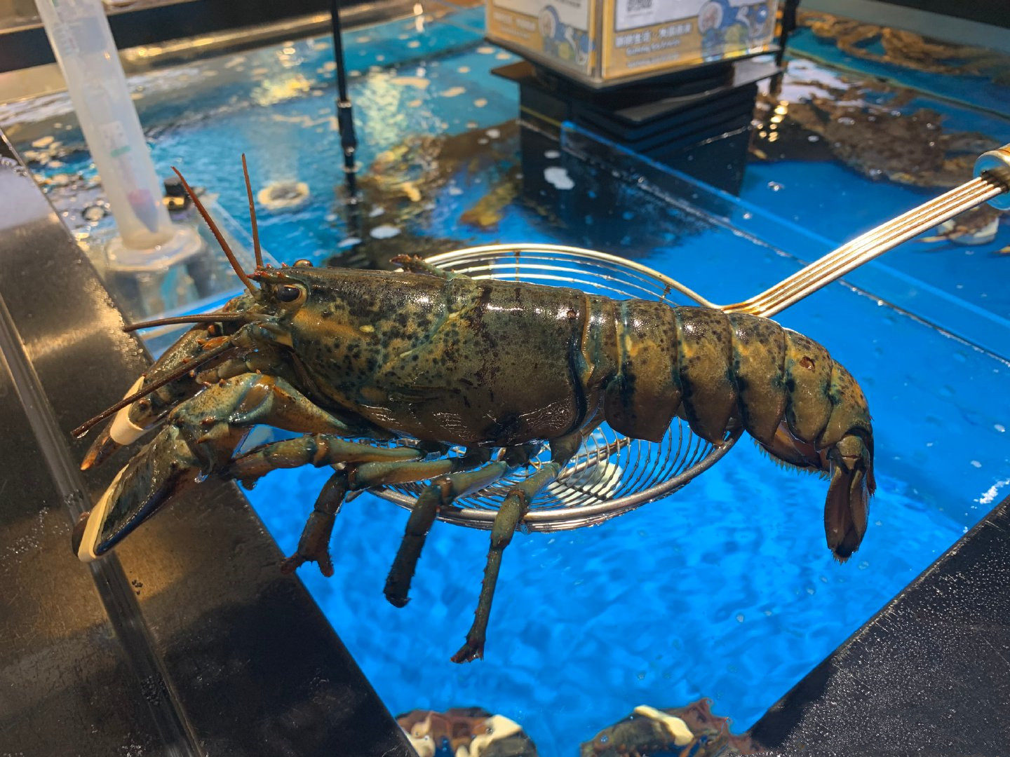 买一只大龙虾回来做麻辣大龙虾,500元买两只大龙虾做秘制小海鲜