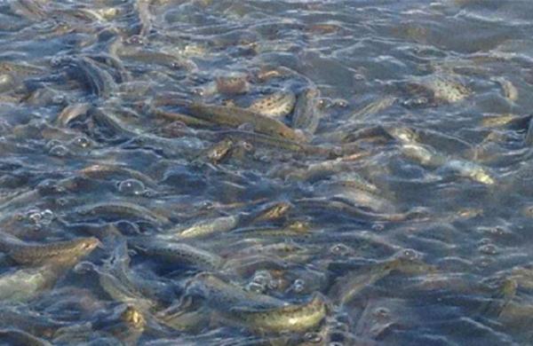 养殖泥鳅需要具备哪些条件和要求,泥鳅养殖技术需要什么条件