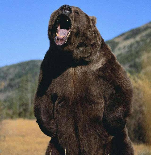 游广州长隆动物园作文400字四年级,小小动物园四年级优秀的作文400字