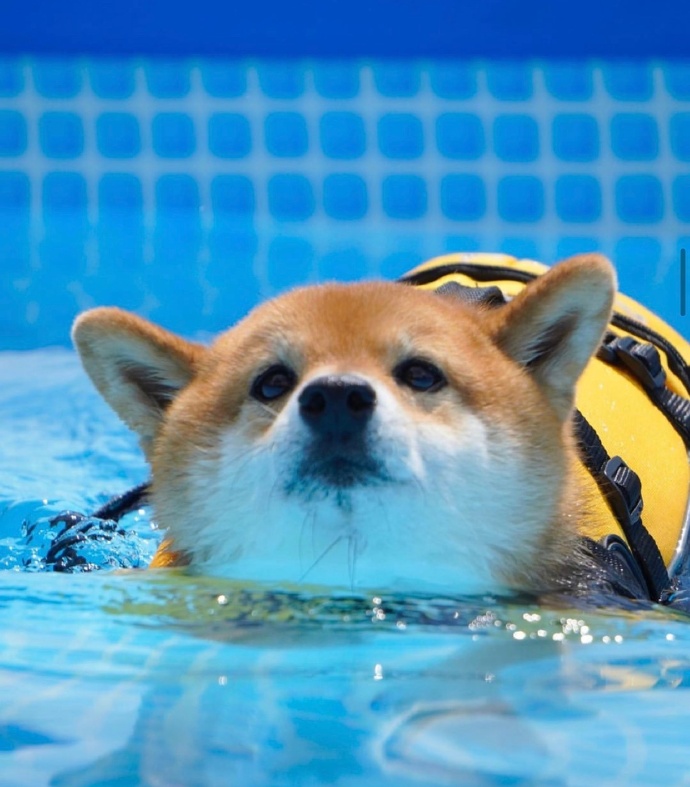 在上海哪里能买到日本的柴犬,江苏哪里有卖柴犬的