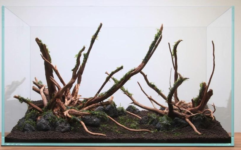 鱼缸最简单的草缸造景教程,鱼缸造景草栽种教程