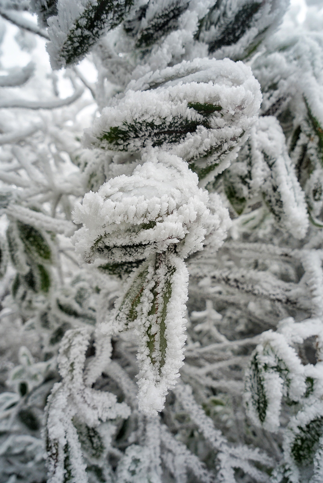 张家界雪季攻略,冬天湖南张家界攻略