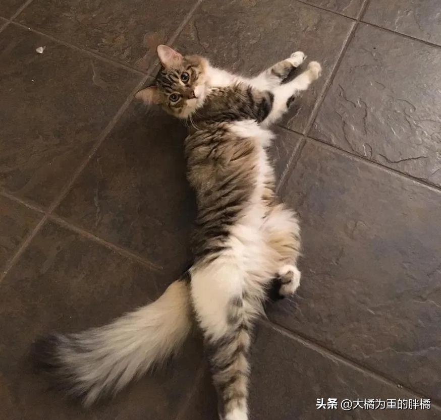 母猫离家出走留下小猫,母猫挪窝落下小猫