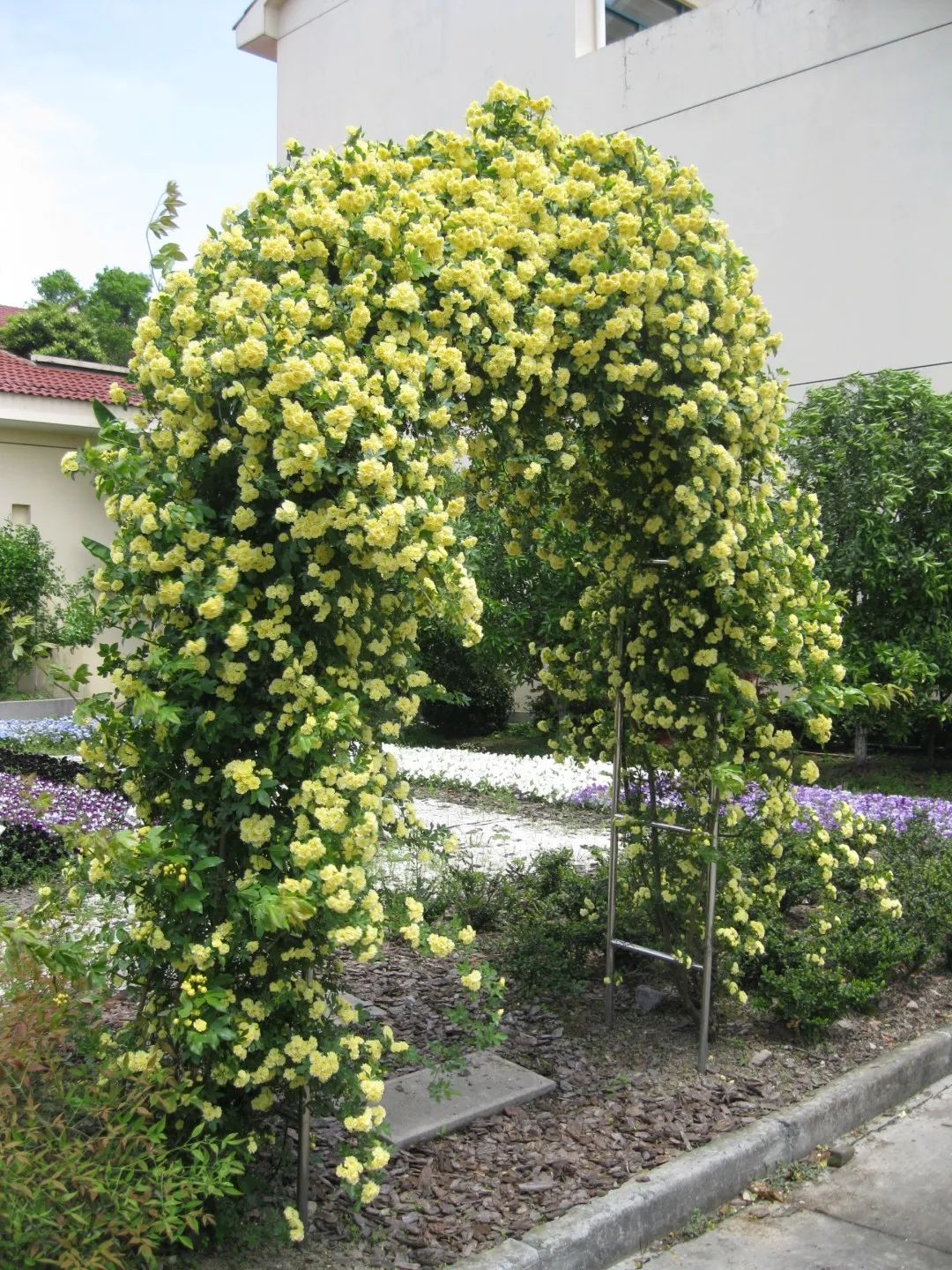 开到荼蘼唱的是什么,歌词中有开到荼蘼