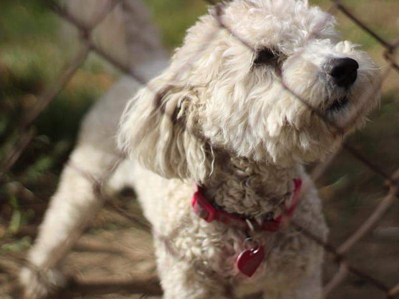 泰迪生了小狗抑郁,泰迪得了皮肤病什么样子