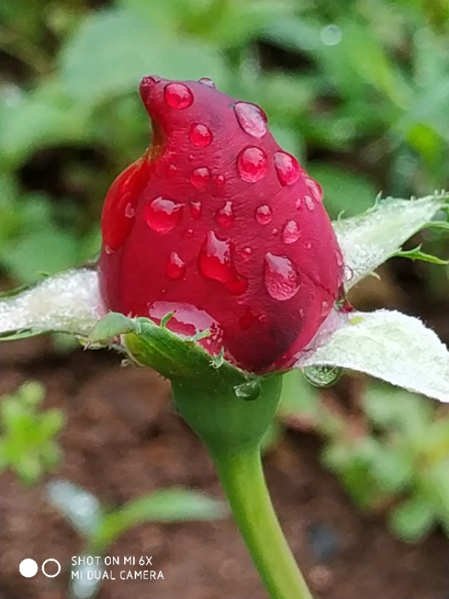 山间的野花不名贵，芬芳季节争艳斗菲“一花一世界一叶一菩提”