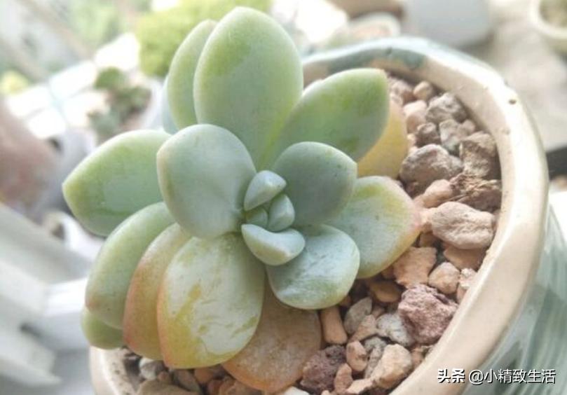 刚上盆的多肉晒太阳化水怎么处理,多肉化水原因及解决方法