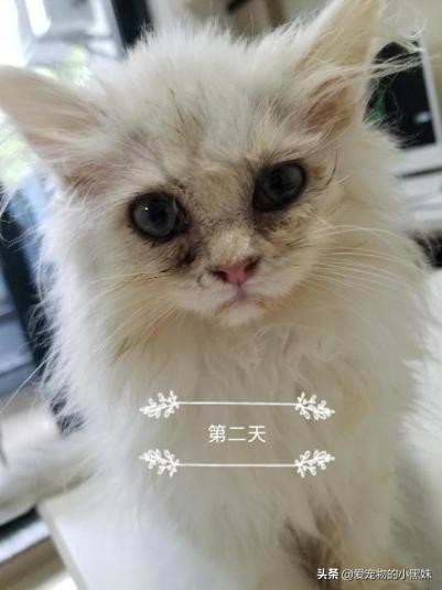 小猫打喷嚏流眼泪,小猫一直打喷嚏流眼泪眼屎多