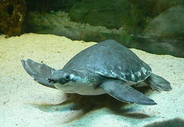 淡水猪鼻龟,淡水猪鼻龟吃啥