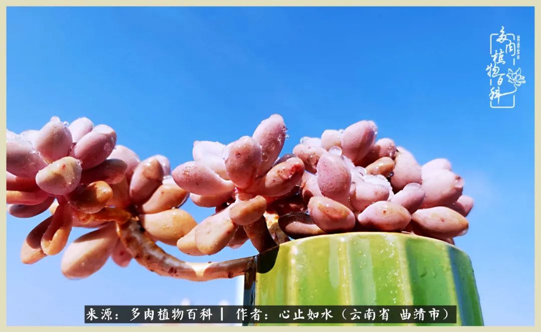 景德镇精品拇指多肉盆,轻奢多肉拇指盆3.5