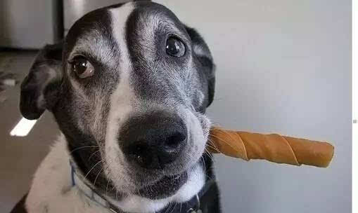 养狗必备的十大装备,新手养狗必买物件