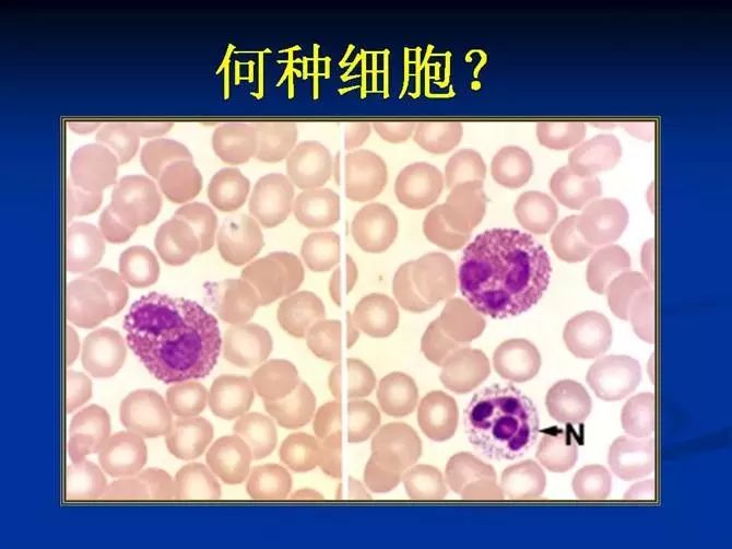 关于EGC身为铲屎官的你知多少？各种皮肤病都可能是EGC！