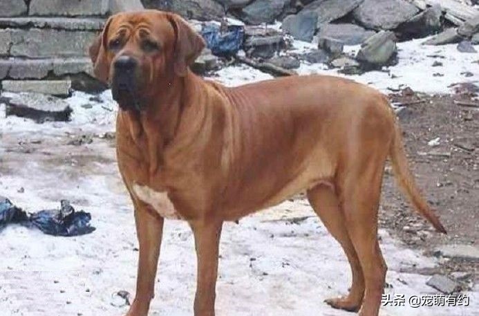 亚洲最强战力,十大猛犬之外的猛犬