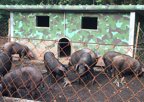 东北特产哪些在南方受欢迎,黑龙江雪猪