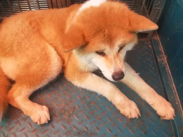 开封杨丰宠物市场最新价格信息,开封杨丰宠物市场现在开着吗