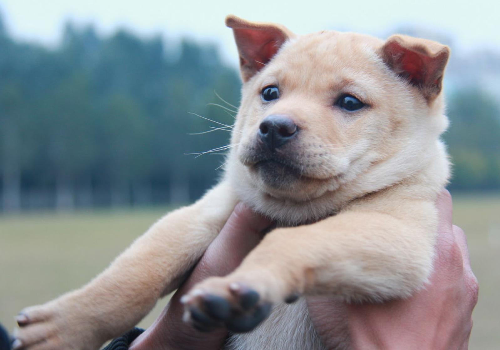 狗狗不睡觉嗷嗷的叫唤是怎么回事,狗狗晚上不愿意睡笼子怎么办