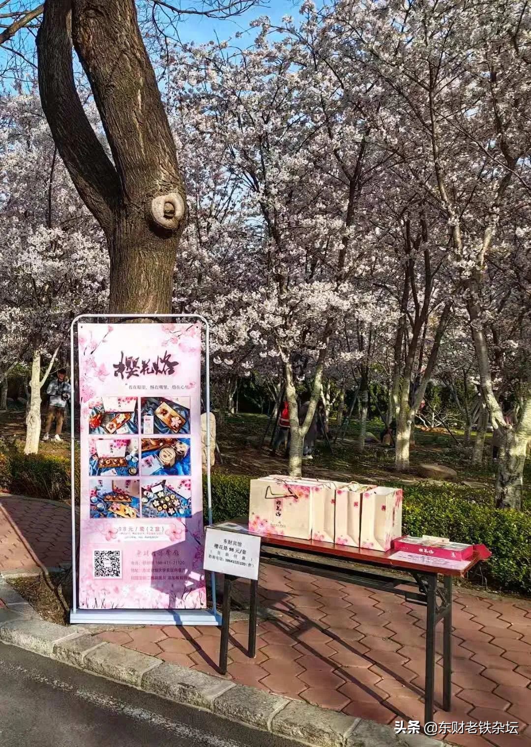 网红美景,网红一棵树樱花园