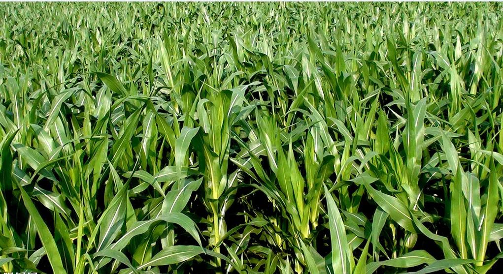 一场批斗赌徒大会