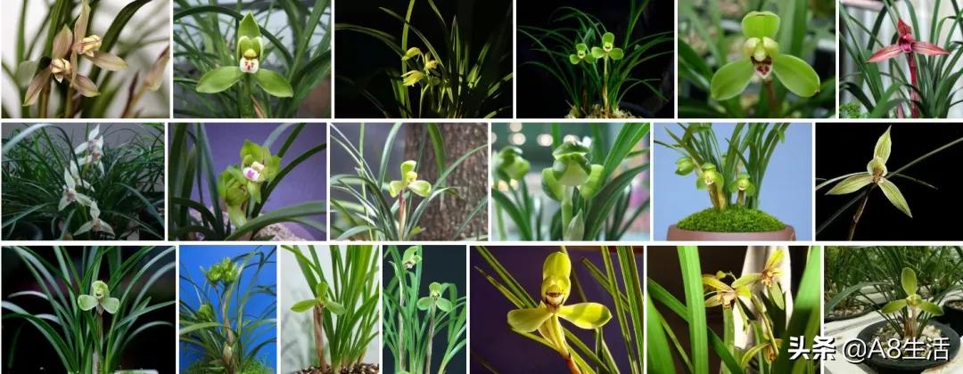 蒙山之春此花浓妆艳抹,彩块鲜红,是养兰人争相收藏的精品