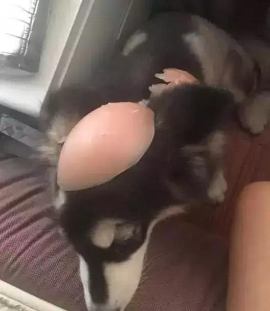 一觉醒来，家里的狗子秃顶了？！