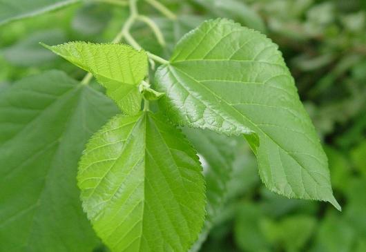 施今墨辨证,施今墨药对歌诀